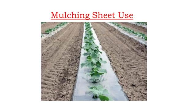 Mulch - Nettex 21 Micron: 1 MTR x 400 MTR Without Holes